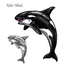Killer Whale Or Orca Sea Animal Isolated Sketch