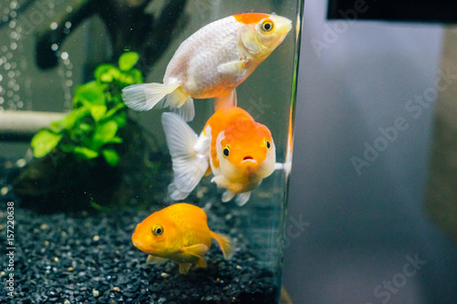 水槽の中の金魚ランチュウ 白とオレンジ Buy This Stock Photo And Explore Similar Images At Adobe Stock Adobe Stock