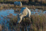 Fototapeta Konie -   White camargue horse in the reeds in the swamps, evening light 