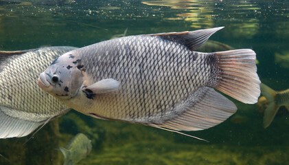 Giant gourami fish (Osphronemus goramy) swimming in a pond.