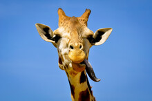 Tongue De Giraffe