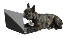 French Bulldog Lying With Laptop