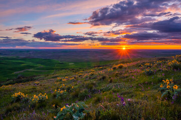 Wildflowers on Steptoe butte state park, spring, Eastern Washington