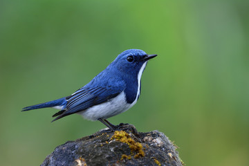 Wall Mural - Superciliaris ficedula (Ultramarine Flycatcher) beautiful little blue bird perching on a rock over clear blur green background, exotic nature