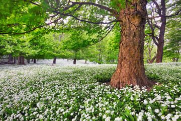 Aufkleber - Tree in white flowers meadow, beauty forest landscape