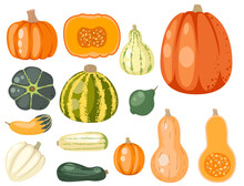 Fresh Orange Pumpkin Decorative Seasonal Ripe Food Organic Healthy Vegetarian Vegetable Vector