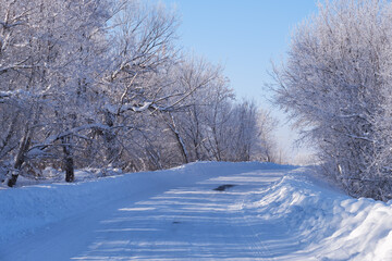  Winter road and trees under snow in Altai