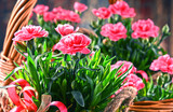 Composition with bouquet of carnations