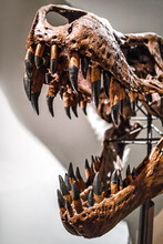 Fossilized Dinosaur Of Tyrannosaurus Rex's Skull In The Museum