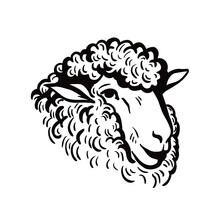 Farm Animals. Sheep Head Sketch