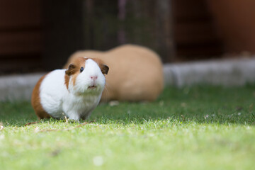 Wall Mural - guinea pig