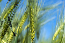 Spikelets Of Young Wheat Close-up. Ears Of Green Unripe Wheat.
