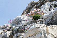 Flowers Growing On Rocks