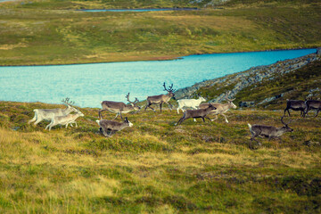 Wall Mural - A herd of deer grazing in a meadow in Lapland