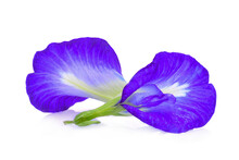 Butterfly Pea,blue Pea,clitoria Ternatea Or Aparajita Flower Isolated On White Background