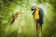 Blue Gold Macaw Parrot standing on Branch