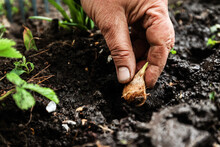 Women's Hand Sadi In Soil-soil Flower Bulbs. Close-up, Concept Of Gardening, Gardening