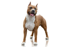 Powerfull American Staffordshire Terrier Standing Isolated On White Background