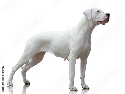 female dogo