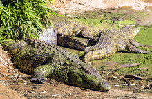 Crocodiles Coated With Green Algae Basking The Sun