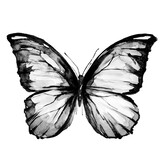 Fototapeta Motyle - black butterfly, isolated on a white