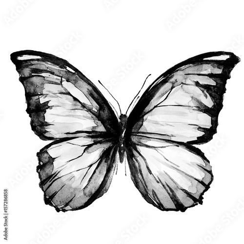 Nowoczesny obraz na płótnie Czarny motyl na białym tle