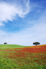 Wall Mural - flowery field in alentejo region, south of Portugal