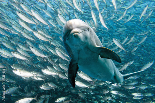 Dekoracja na wymiar  delfin-podwodny-na-rafie-bliska-wyglad