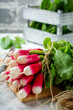 Bunch of fresh raw ripe young radishes with leaves on a light background. Selective focus.