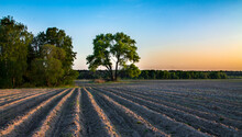 Plowed Field With Furrows And Lonely Treetops At Sunset In The Spring