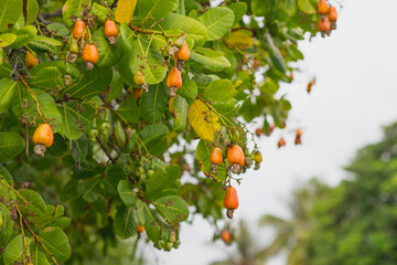 Cashew nut tree in a garden in evening lights