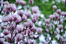 Blossoming Of Magnolia Flowers In Spring Time On Natural Background