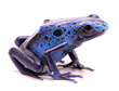blue poison dart frog, Dendrobates azureus. A small poiosnous animal endangered by extinction and in need fro nature conservation. Isolated on white.