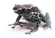 Deying poison dart frog, Dendrobates tinctorius powder blue. A beautiful small exotic aniaml from the Amazon jungle in Suriname. Isolated on a white backgorund.