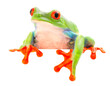 funny curious red eyed tree frog, Agalychnis callydrias a beuatiful colored animal from the rain forest of Costa Rica.
