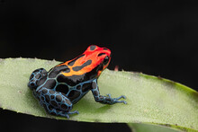 Amazonian Poison Dart Frog, Ranitomeya Ventrimaculata, Arena Blanca. Red Blue Poisonous Animal From The Amazon Rain Forest Of Peru. .
