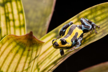 Wall Mural - poison arrow frog with yellow lines and blue spotted leggs, Ranitomeya lamasi highland from the tropical Amazon rain forest in Peru.