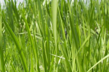 Green grass on background of lake