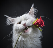 Head Shot Of White Maine Coon Cat Holding A Red Rose Between His Teeth Isolated On Black Background