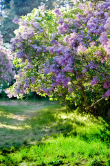 lilac flowers