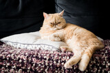 Fototapeta Koty - Funny ginger exotic shorthair persian cat sitting on a pillow. Closeup view