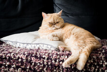Funny Ginger Exotic Shorthair Persian Cat Sitting On A Pillow. Closeup View
