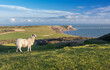sheep with a beautiful view