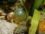 Algae Valonia ventricosa, commonly called bubble algae or sailors eyeballs, underwater in the Caribbean sea
