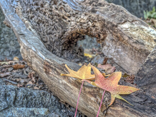 Autumn leaves