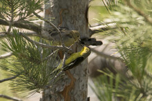 Lesser Goldfinch Feeds The Baby