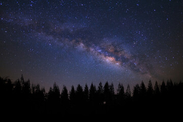 Wall Mural - beautiful milkyway and silhouette of pine tree on a night sky before sunrise.