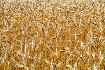 golden corn field