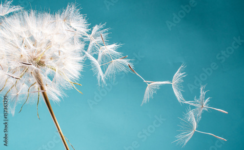 Plakat Odlot / spadochrony Pustblume na starcie: odlatujemy, aby spełnić życzenia :)