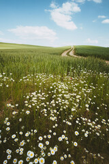 Wall Mural - road and daisy flower countryside